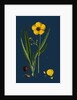 Ranunculus Lingua; Greater Spearwort by Anonymous