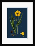 Ranunculus Lingua; Greater Spearwort by Anonymous
