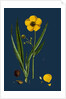 Ranunculus Lingua; Greater Spearwort by Anonymous