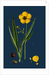 Ranunculus Lingua; Greater Spearwort by Anonymous