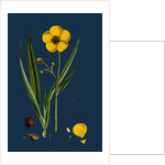 Ranunculus Lingua; Greater Spearwort by Anonymous