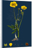 Ranunculus Eu-Acris; Upright Meadow Crowfoot by Anonymous