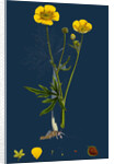 Ranunculus Eu-Acris; Upright Meadow Crowfoot by Anonymous