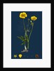 Ranunculus Eu-Acris; Upright Meadow Crowfoot by Anonymous