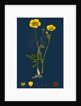 Ranunculus Eu-Acris; Upright Meadow Crowfoot by Anonymous