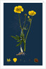 Ranunculus Eu-Acris; Upright Meadow Crowfoot by Anonymous