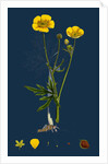 Ranunculus Eu-Acris; Upright Meadow Crowfoot by Anonymous