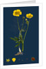 Ranunculus Eu-Acris; Upright Meadow Crowfoot by Anonymous
