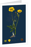 Ranunculus Eu-Acris; Upright Meadow Crowfoot by Anonymous