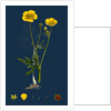 Ranunculus Eu-Acris; Upright Meadow Crowfoot by Anonymous