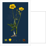 Ranunculus Eu-Acris; Upright Meadow Crowfoot by Anonymous