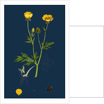 Ranunculus Hirsutus; Hairy Crowfoot by Anonymous