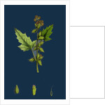 Xanthium Strumarium; Common Bur-Marygold by Anonymous