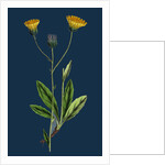 Hieracium Gothicum; Naked-Headed Hawkweed by Anonymous