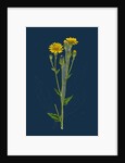 Hieracium Boreale; Broad-Leaved Hawkweed by Anonymous