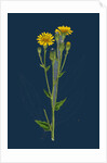 Hieracium Boreale; Broad-Leaved Hawkweed by Anonymous