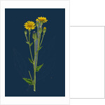 Hieracium Boreale; Broad-Leaved Hawkweed by Anonymous