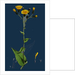 Hieracium Prenanthoides; Rough-Leaved Hawkweed by Anonymous