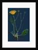 Hieracium Anglicum, Var. Genuinum; English Hawkweed, Var. A. by Anonymous