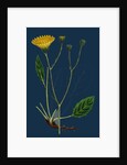 Hieracium Anglicum, Var. Genuinum; English Hawkweed, Var. A. by Anonymous