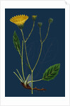 Hieracium Anglicum, Var. Genuinum; English Hawkweed, Var. A. by Anonymous