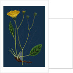 Hieracium Anglicum, Var. Genuinum; English Hawkweed, Var. A. by Anonymous