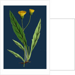 Hieracium Argenteum; Silvery Hawkweed by Anonymous