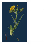 Sonchus Palustris; Marsh Sow-Thistle by Anonymous