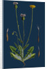 Crepis Foetida; Stinking Hawk's-Beard by Anonymous