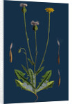 Crepis Foetida; Stinking Hawk's-Beard by Anonymous