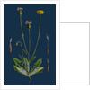 Crepis Foetida; Stinking Hawk's-Beard by Anonymous