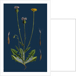 Crepis Foetida; Stinking Hawk's-Beard by Anonymous
