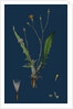 Crepis Virens; Smooth Hawk's-Beard by Anonymous