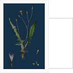 Crepis Virens; Smooth Hawk's-Beard by Anonymous