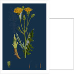 Crepis Biennis; Large Rough Hawk's-Beard by Anonymous