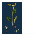 Crepis Paludosa; Marsh Hawk's-Beard by Anonymous