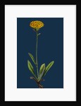 Hieracium Holosericeum; Woolly-Headed Hawkweed by Anonymous