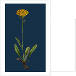 Hieracium Holosericeum; Woolly-Headed Hawkweed by Anonymous