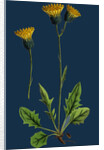 Hieracium Chrysanthum, Var. Genuinum; Golden-Flowered Hawkweed, Var. A. by Anonymous