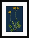 Hieracium Chrysanthum, Var. Genuinum; Golden-Flowered Hawkweed, Var. A. by Anonymous