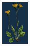 Hieracium Chrysanthum, Var. Genuinum; Golden-Flowered Hawkweed, Var. A. by Anonymous