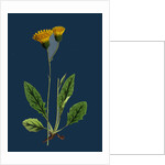 Hieracium Nigrescens; Black-Headed Hawkweed by Anonymous