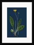 Hieracium Senescens; Grey-Lingulate-Leaved Hawkweed by Anonymous