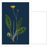 Hieracium Senescens; Grey-Lingulate-Leaved Hawkweed by Anonymous