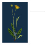 Hieracium Lingulatum; Lingulate-Leaved Hawkweed by Anonymous