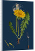 Taraxacum Officinale, Var. Genuinum; Common Dandelion, Var. A. by Anonymous