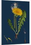 Taraxacum Officinale, Var. Genuinum; Common Dandelion, Var. A. by Anonymous