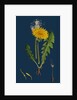 Taraxacum Officinale, Var. Genuinum; Common Dandelion, Var. A. by Anonymous