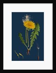 Taraxacum Officinale, Var. Genuinum; Common Dandelion, Var. A. by Anonymous