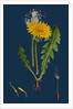 Taraxacum Officinale, Var. Genuinum; Common Dandelion, Var. A. by Anonymous